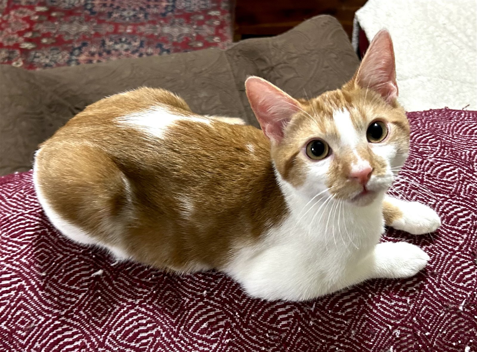 adoptable Cat in Napa, CA named Julius (SG)