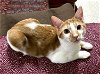 adoptable Cat in napa, CA named Julius (SG)