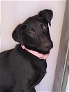 adoptable Dog in napa, CA named Mindy