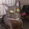 adoptable Cat in napa, CA named Binx (MC Napa Petco)