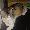 adoptable Cat in napa, CA named Molly (MC)