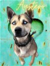 adoptable Dog in napa, CA named Austero