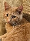 adoptable Cat in napa, CA named Butterscotch