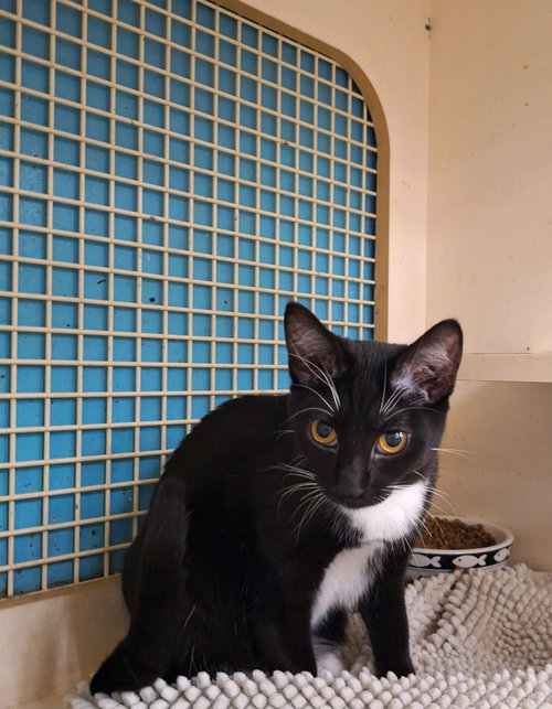 TULIP (NAPA HM) - Tuxedo / Domestic Short Hair available for adoption