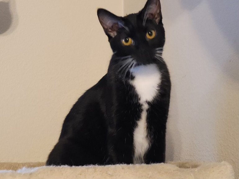 adoptable Cat in Vallejo, CA named Tulip (MC)