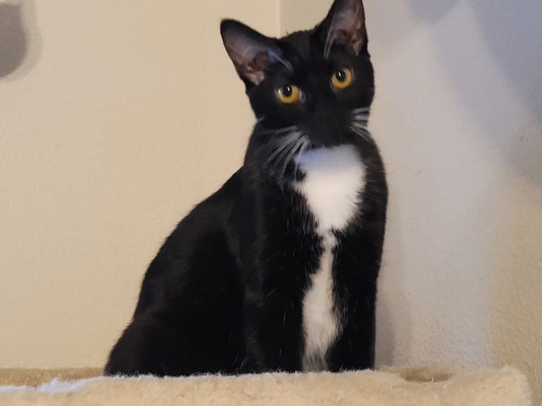 adoptable Cat in Vallejo, CA named Tulip (MC)