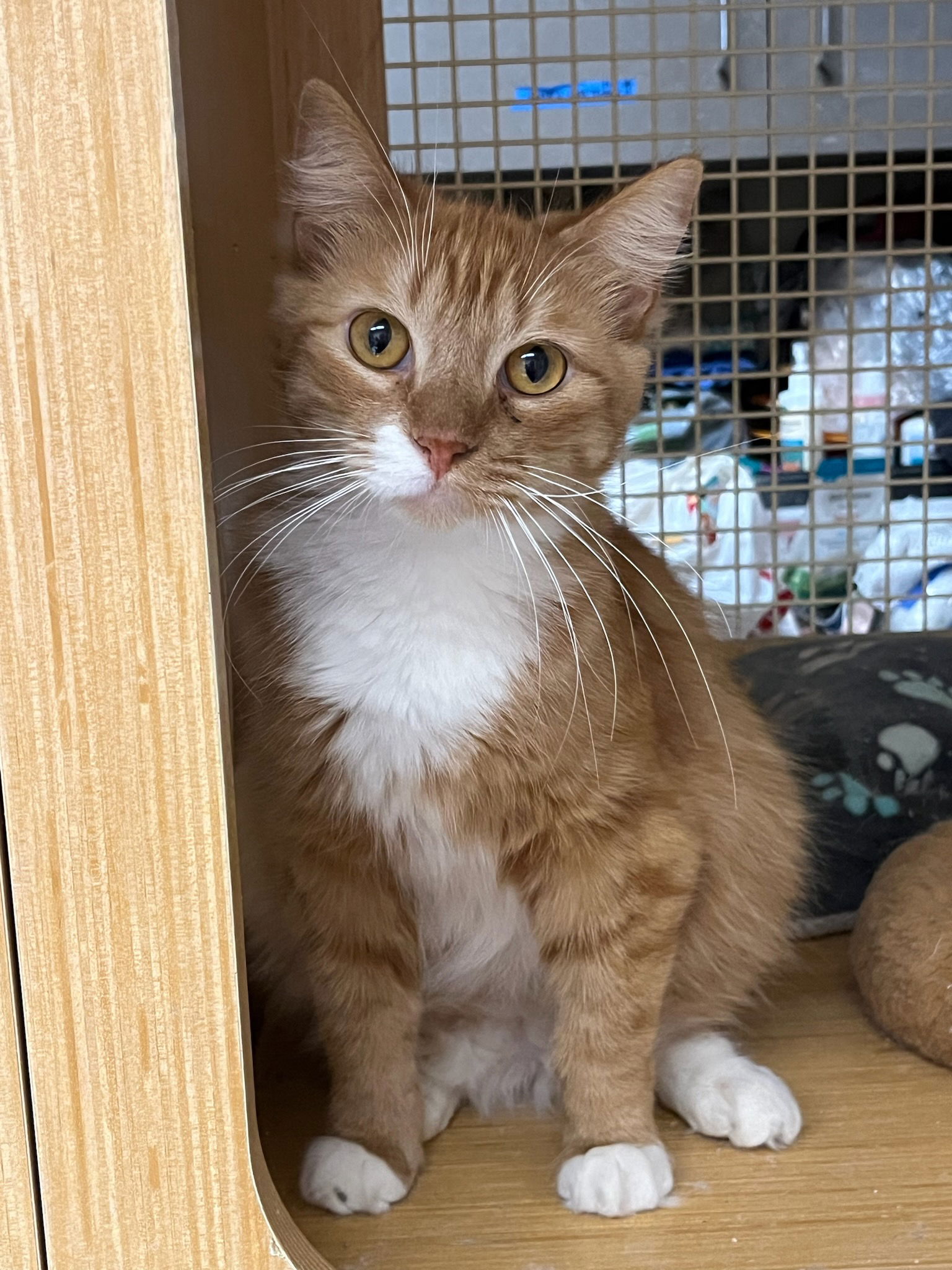 adoptable Cat in Napa, CA named Mango Napa petco