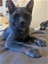 adoptable Cat in napa, CA named Milo