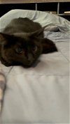 adoptable Cat in napa, CA named Midnight
