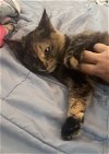 adoptable Cat in napa, CA named Princess