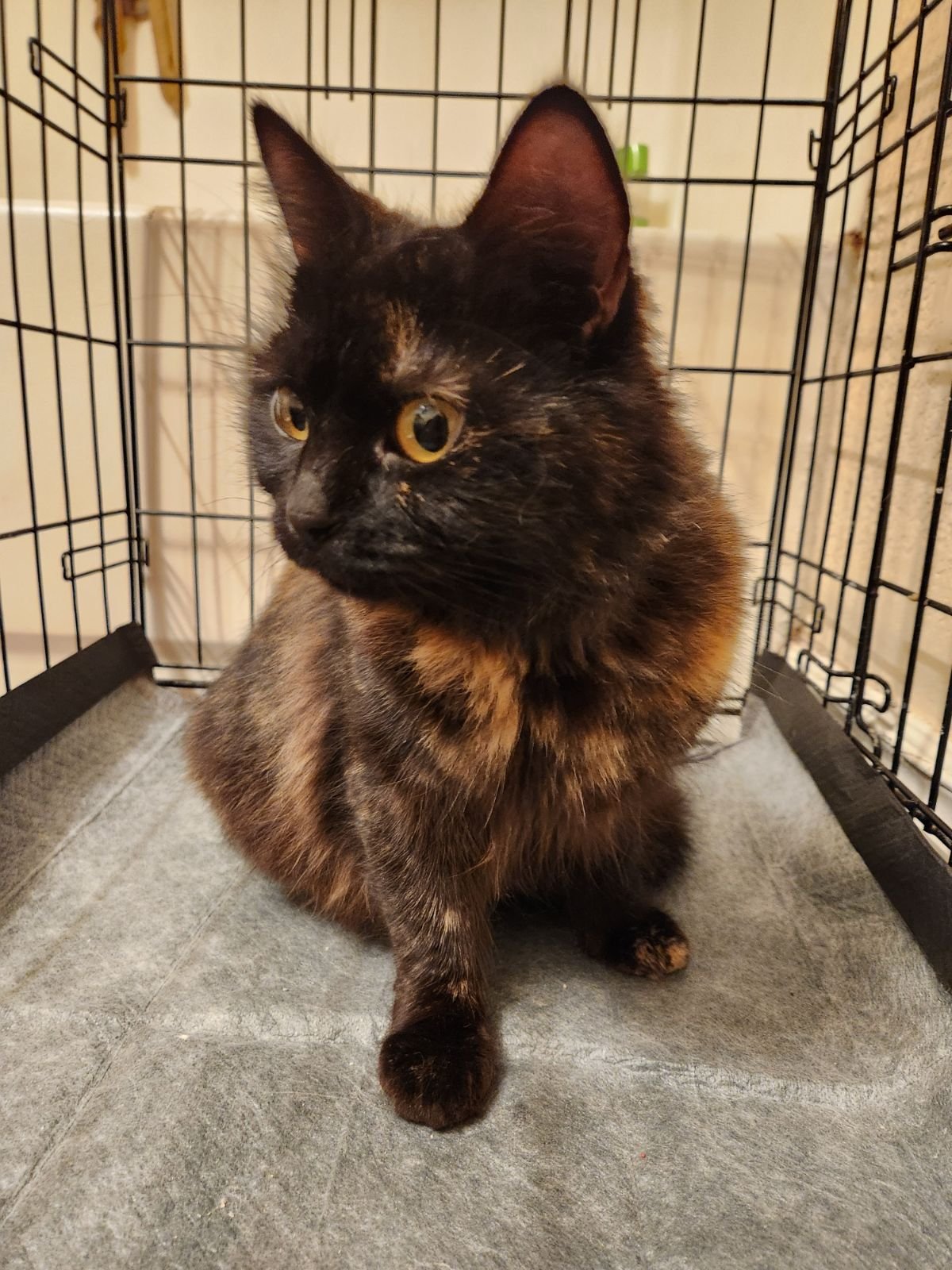 adoptable Cat in Napa, CA named Pandora Napa Petco