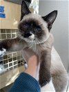 adoptable Cat in napa, CA named Bat