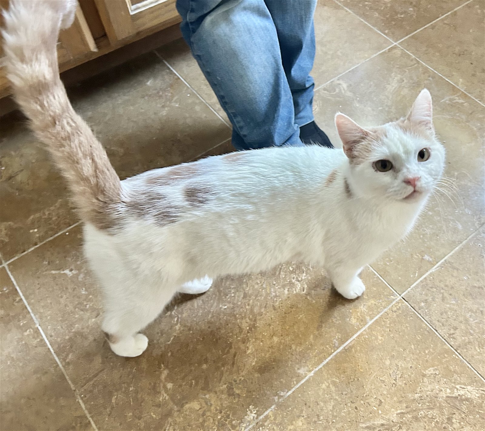 adoptable Cat in Napa, CA named Taramisu Napa