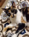 adoptable Cat in napa, CA named Cali Ann