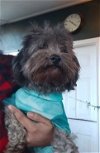 adoptable Dog in napa, CA named Bender