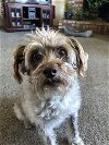 adoptable Dog in napa, CA named Pip