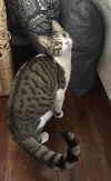 adoptable Cat in napa, CA named Banjo the Bengal (Napa Petco)