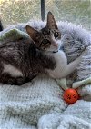 adoptable Cat in napa, CA named Bengal