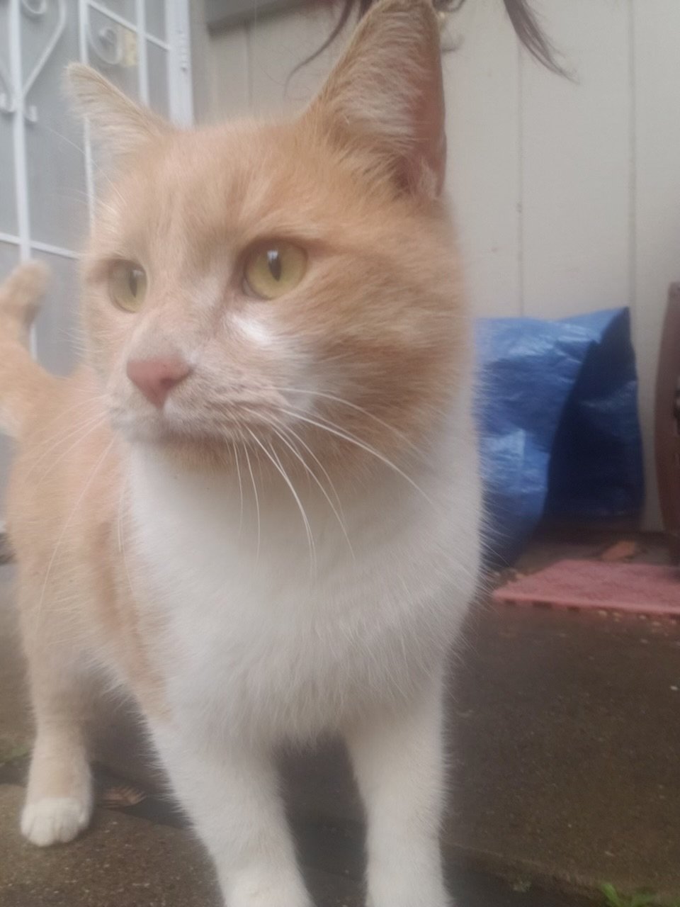 adoptable Cat in Napa, CA named Dusty Napa Petco