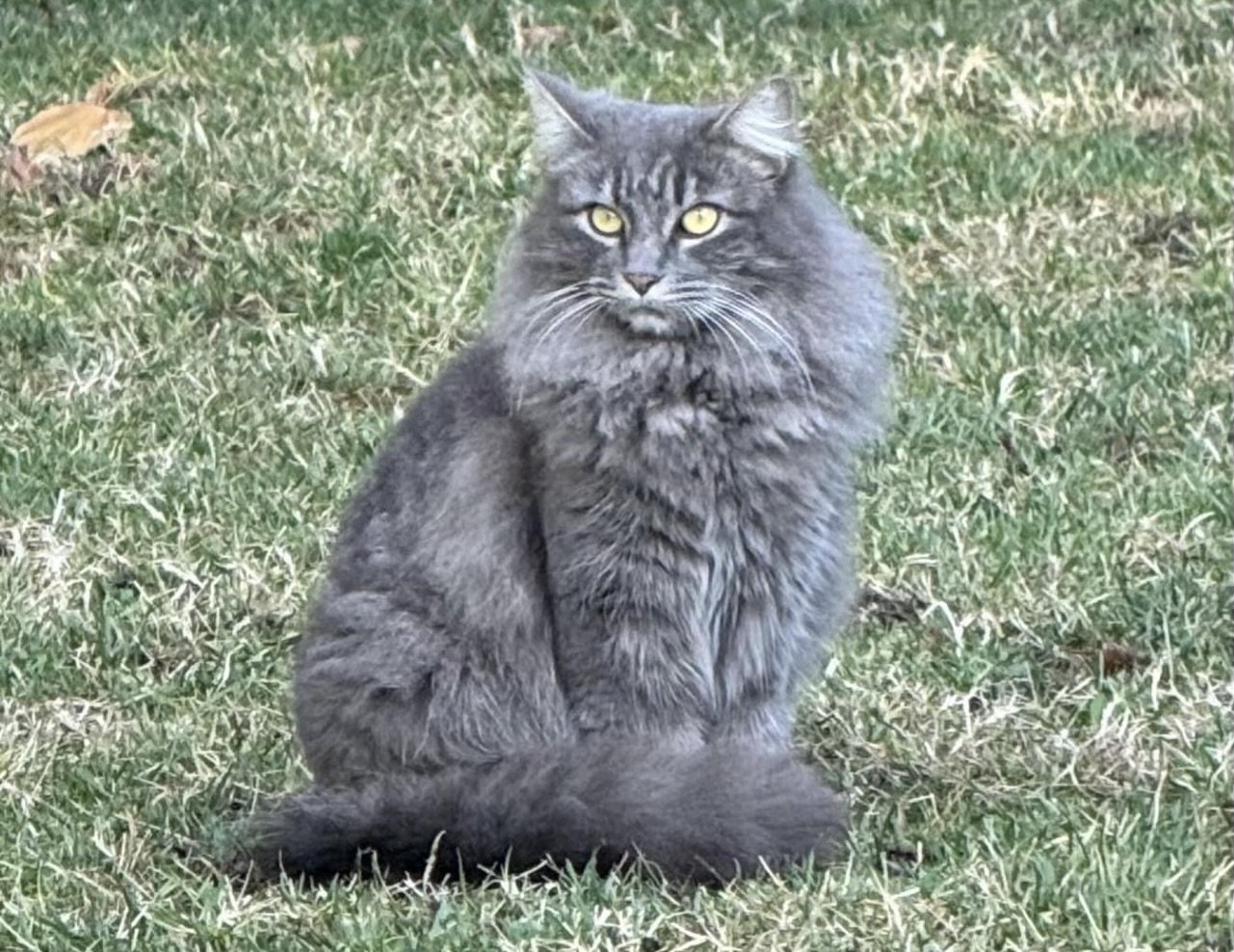 adoptable Cat in Napa, CA named Quinnie Napa Petco