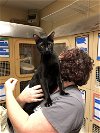 adoptable Cat in napa, CA named PetMe