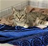 adoptable Cat in napa, CA named Marsha
