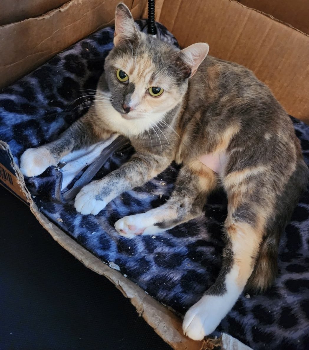 adoptable Cat in Napa, CA named Nea Napa Petco