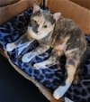 adoptable Cat in napa, CA named Nea