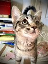 adoptable Cat in napa, CA named Matilda DM