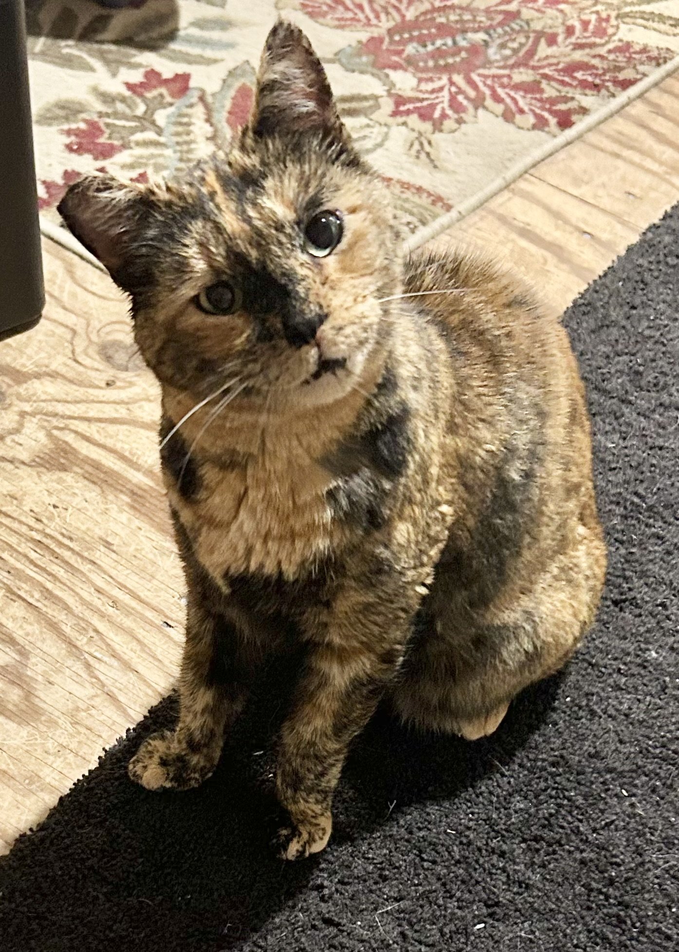 adoptable Cat in Napa, CA named Mary Kay (MC)