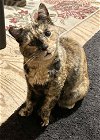 adoptable Cat in napa, CA named Mary Kay
