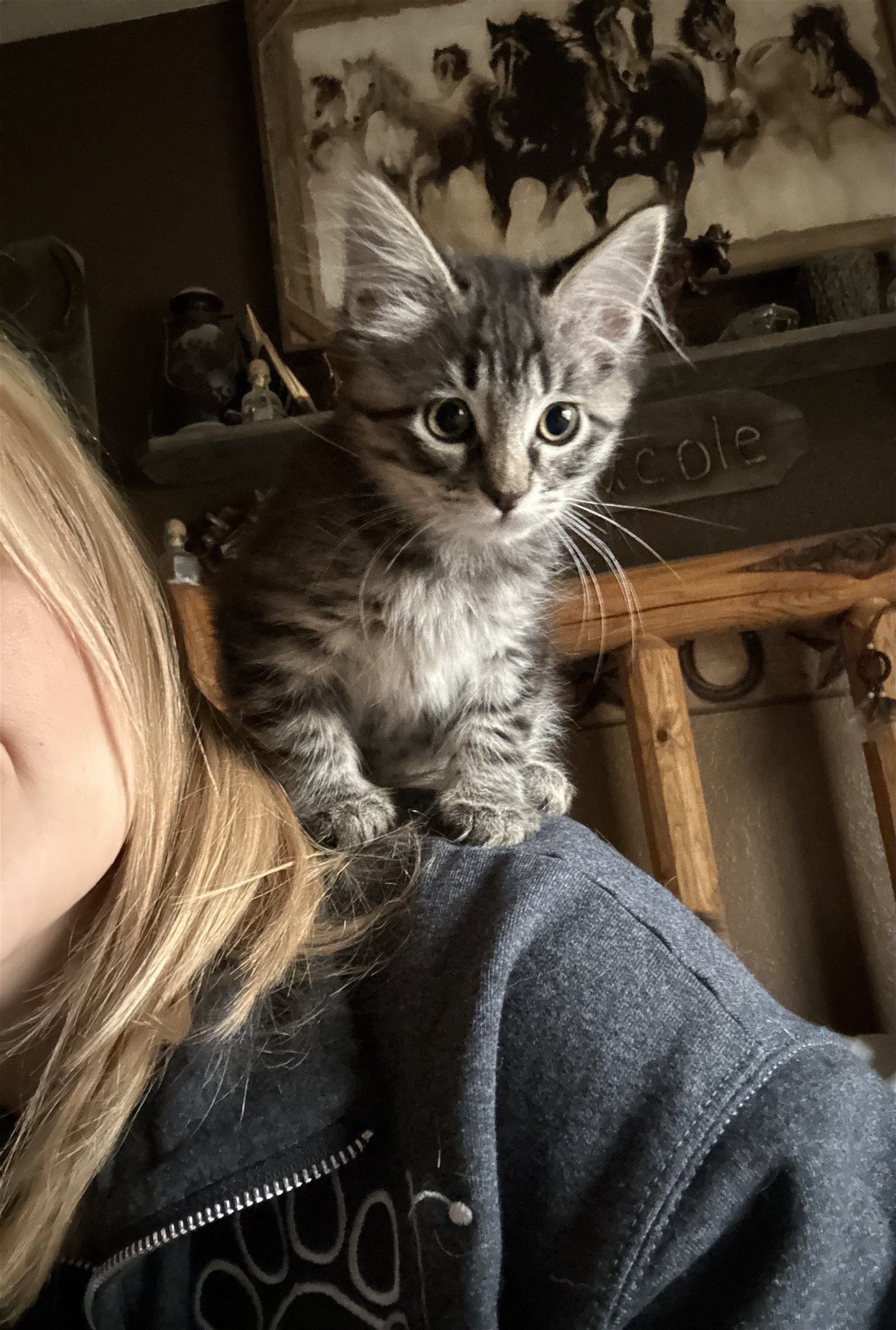 adoptable Cat in Napa, CA named Greta (DM)
