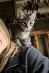 adoptable Cat in napa, CA named Greta