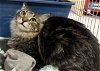 adoptable Cat in napa, CA named Mio