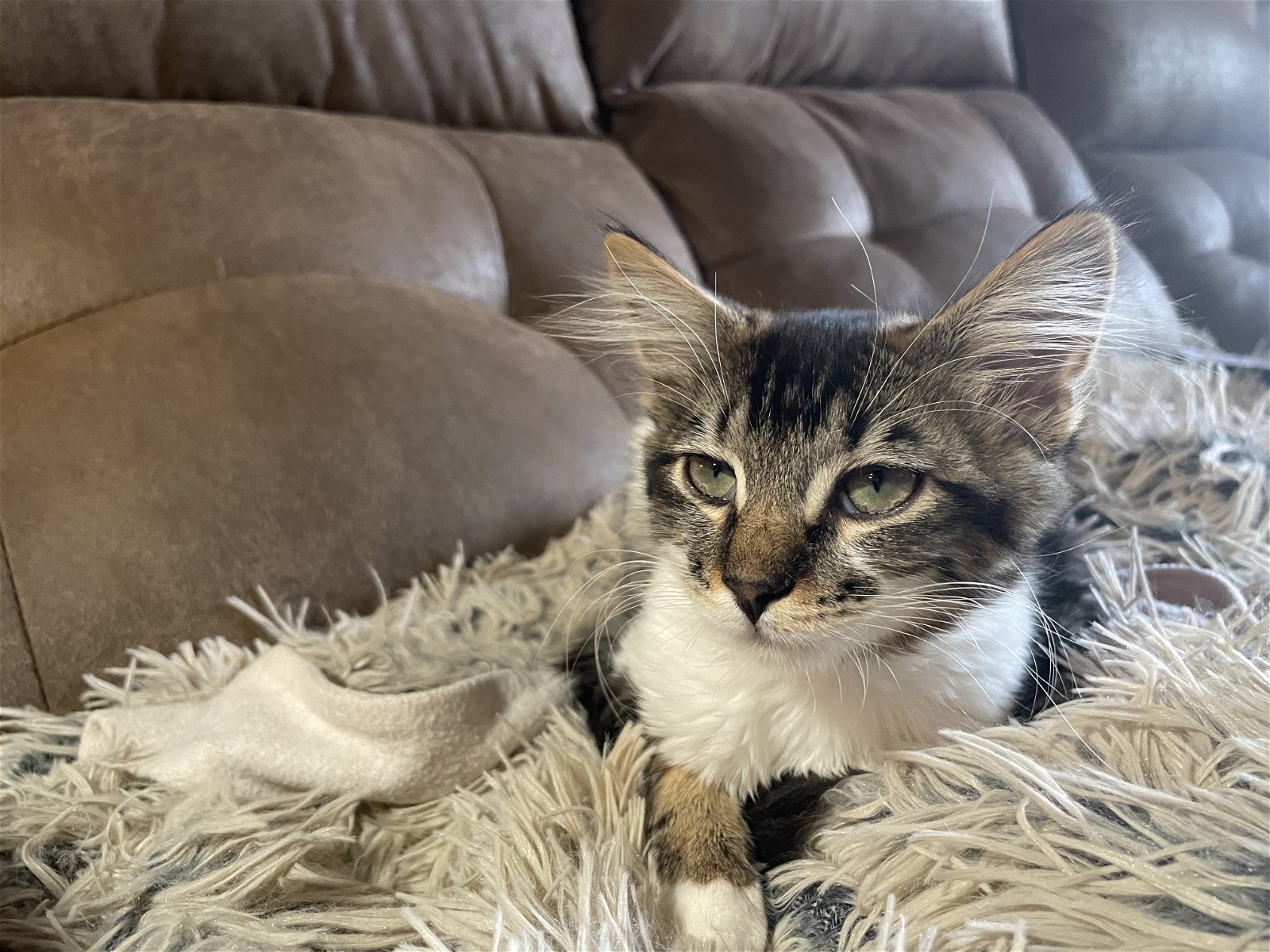 adoptable Cat in Napa, CA named Sheila (CC)
