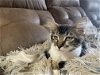 adoptable Cat in napa, CA named Sheila