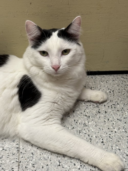 Photo of Sensational Seth Napa Petco