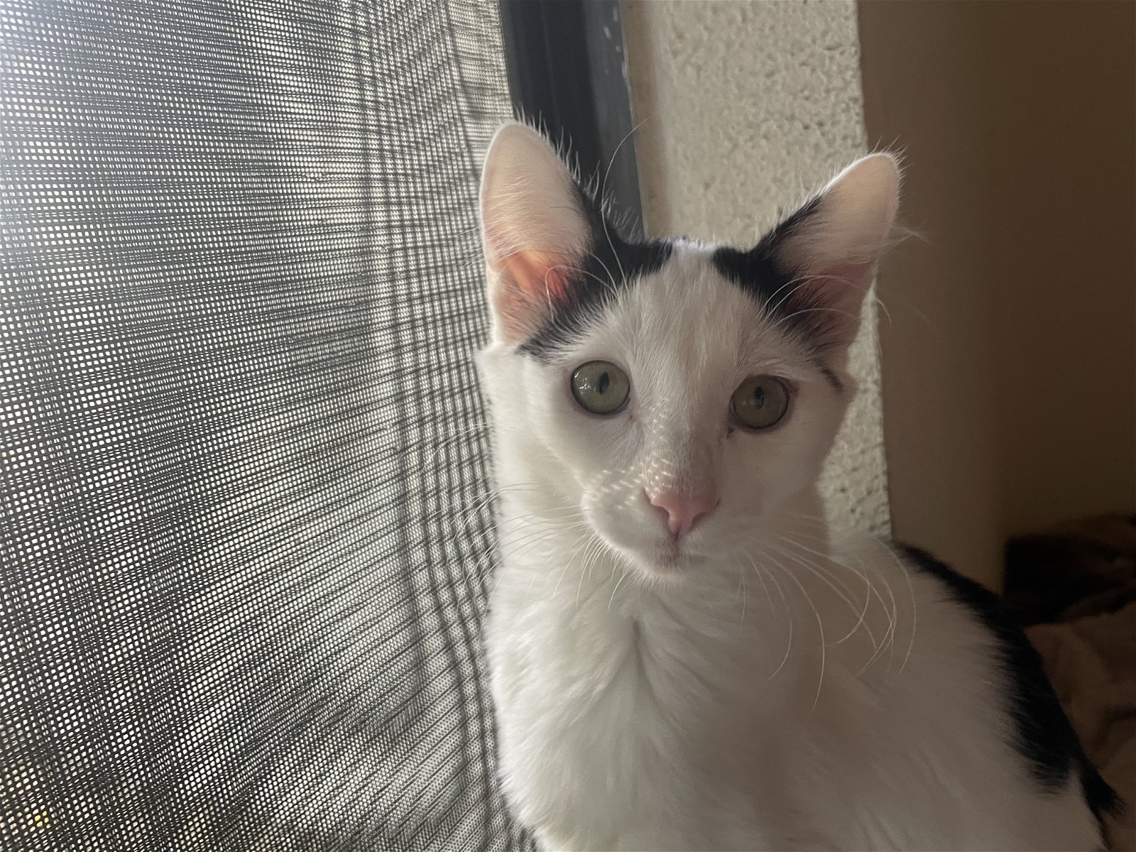 adoptable Cat in Napa, CA named Seth