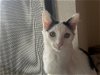 adoptable Cat in napa, CA named Seth