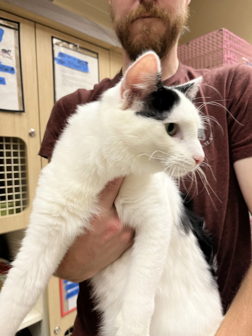Photo of Sensational Seth Napa Petco