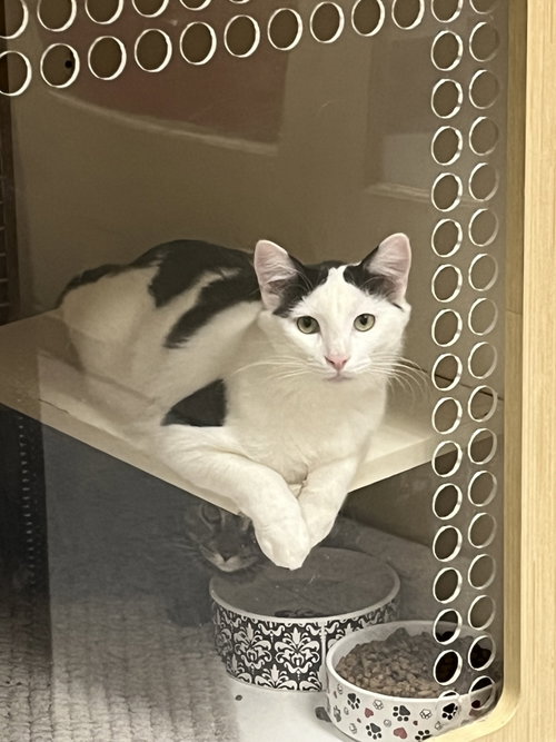 Photo of Sensational Seth Napa Petco