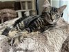 adoptable Cat in napa, CA named Bobby
