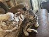 adoptable Cat in napa, CA named Angela
