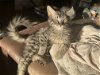 adoptable Cat in napa, CA named Lisa