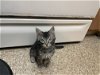 adoptable Cat in napa, CA named Johnny