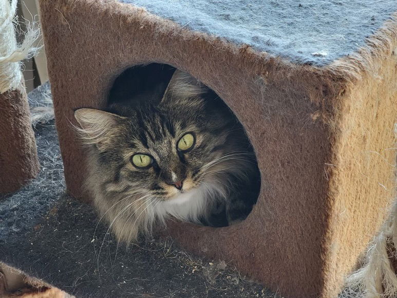 adoptable Cat in Napa, CA named Ellie (HM)