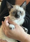 adoptable Cat in napa, CA named Amethyst