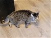 adoptable Cat in napa, CA named Clara