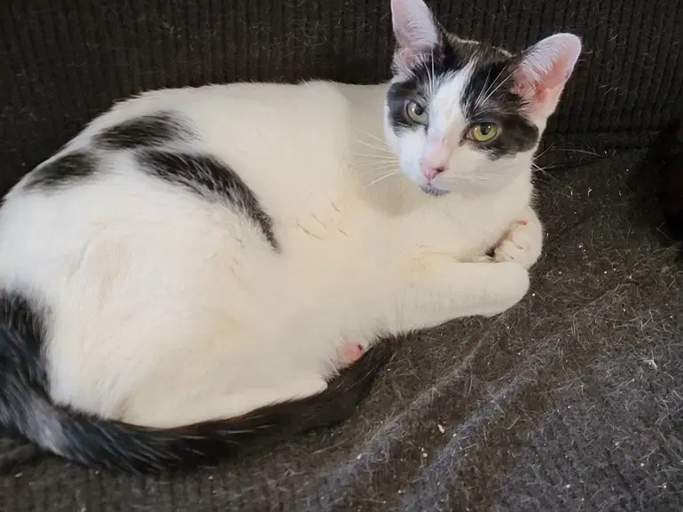 Myrtle Napa Hm - Domestic Short Hair