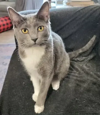 Jethro Napa Hm - Tuxedo